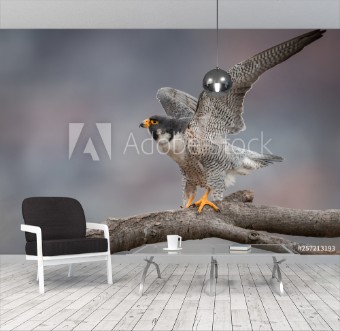 Picture of Peregrine Falcon 